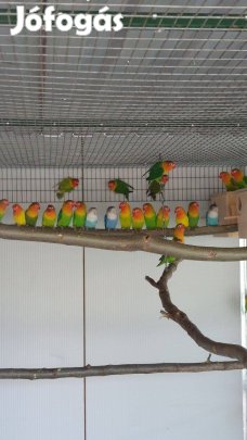 Fisher törpe papagáj költőpárok