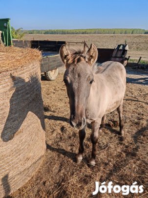 Fjord kanca csikó 