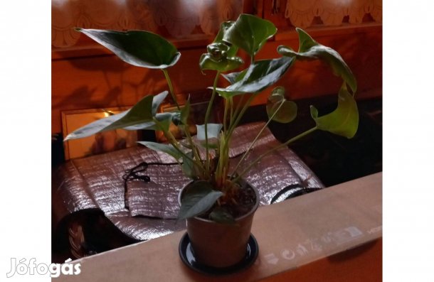 Flamingó virág zöld virágú 30 cm