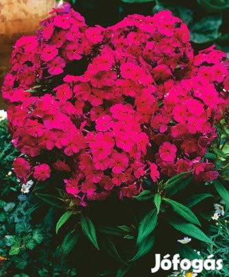 Flox Phlox Bugás nyári lángvirág