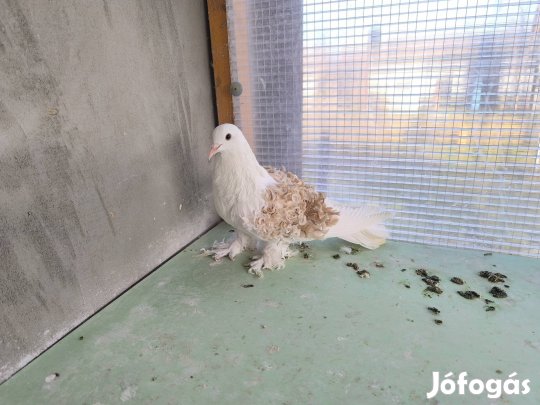 Fodros galamb eladó