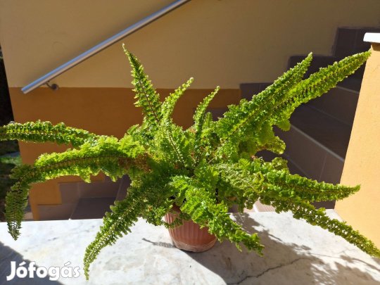 Fodros levelű, több évig nevelgetett, nagyon dús szobapáfrány eladó