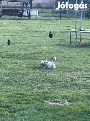 Fodros liba gunár eladó 