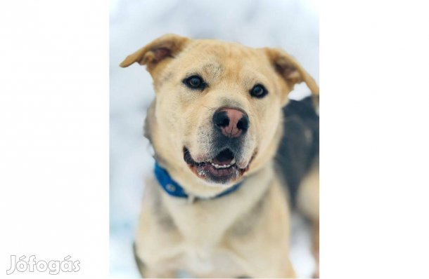 Fogadd örökbe Bobby kutyust ingyen