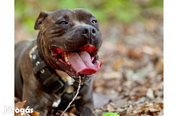 Fogadd örökbe Bobek kutyust ingyen