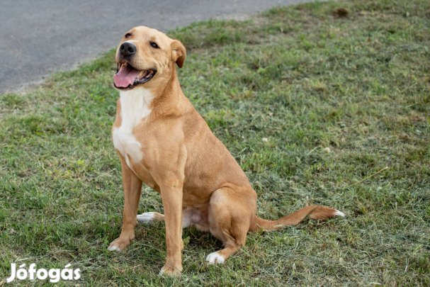Fogadd örökbe Bruno kutyust ingyen