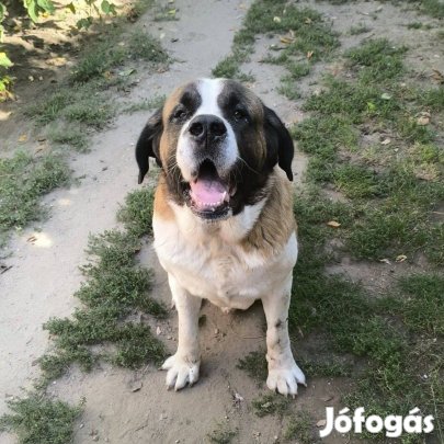 Fogadd örökbe Brutuszt, a csodálatos óriást