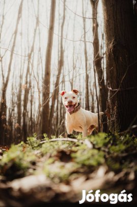 Fogadd örökbe Günter kutyust ingyen