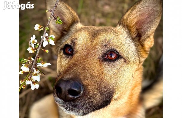 Fogadd örökbe Lizyke kutyust ingyen