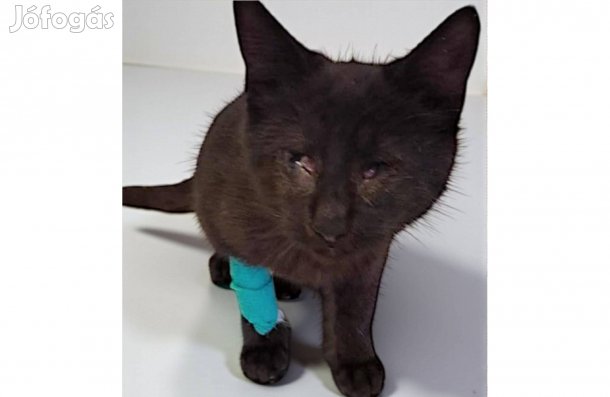 Fogadd örökbe Lócit, a csodacicát