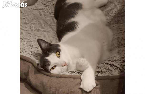 Fogadd örökbe Lulu cicát ingyen