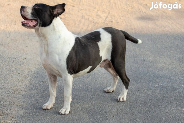 Fogadd örökbe Pongó kutyust ingyen