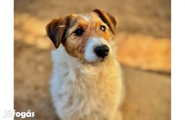 Fogadd örökbe Pötyikét ingyen