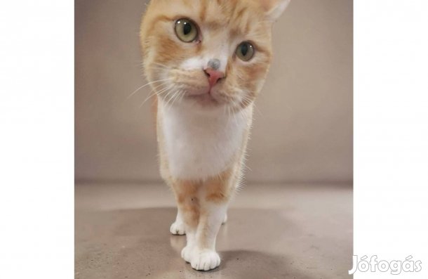 Fogadd örökbe Szőrike cicát ingyen