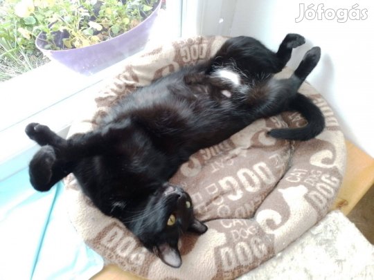 Fogadd örökbe Vincus cicust ingyen