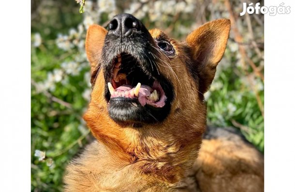 Fogadd örökbe Zarat a csodakutyát ingyen