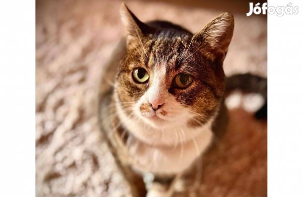 Fogadd örökbe ezt a gyönyörű kiskandúrt ingyen