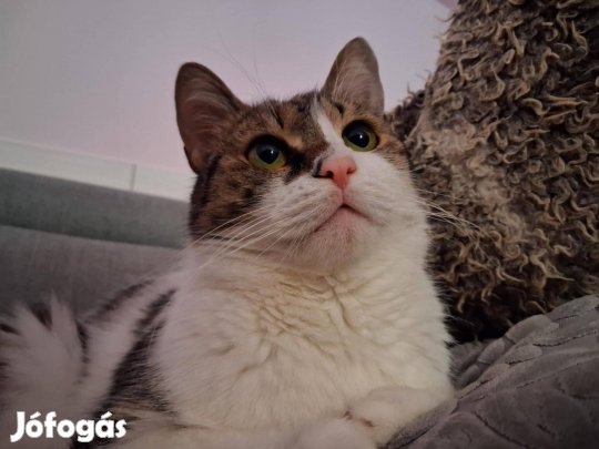 Fogadd örökbe fantasztikus Egon cicust ingyen