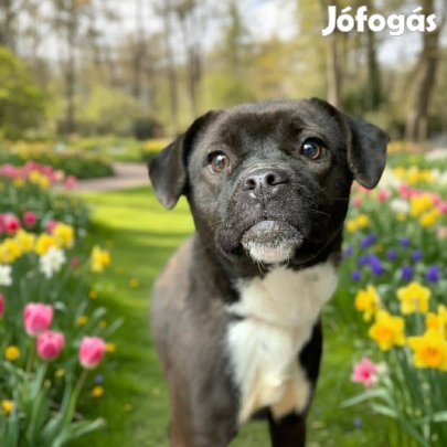 Fogadj örökbe egy cuki kutyalányt ingyen