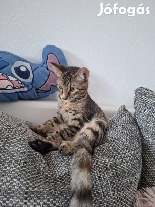 Fogadj örökbe egy gyönyörű kölyökcicust ingyen