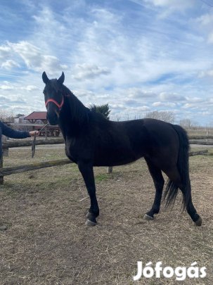 Fogatos Ló kocsit váltana