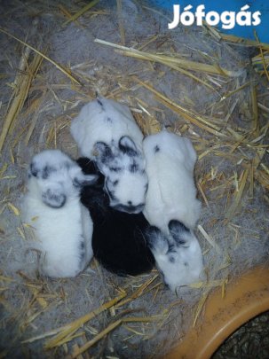 Foglalható Színes "holland" Törpenyúl babák / nyúl