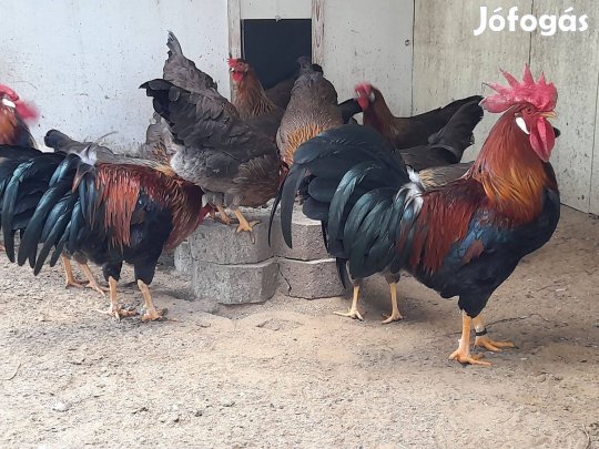 Fogoly itáliai tojás keltetni