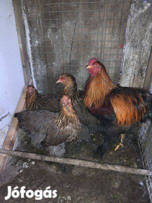 Fogoly színű brahma család