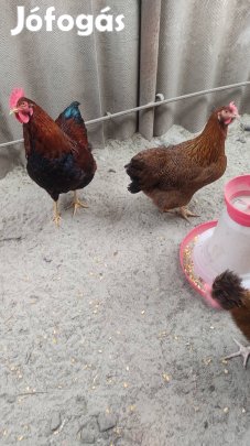 Fogóly színű plymouth eladó. 