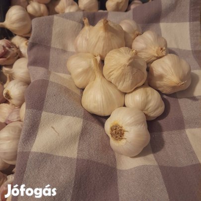 Fokhagyma elado
