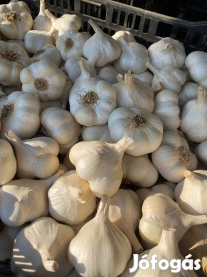 Fokhagyma eladó