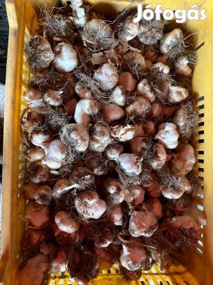 Fokhagyma eladó