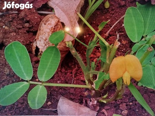 Földi mogyoró ültetése Akció