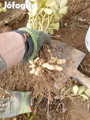 Földimogyoró vetőmag eladó