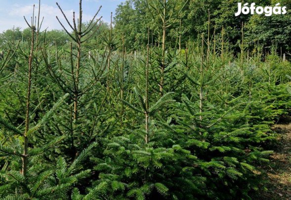Földlabdás Fenyőfa, Ezüstfenyő, Lucfenyő, Normand (Nordman) , fenyő