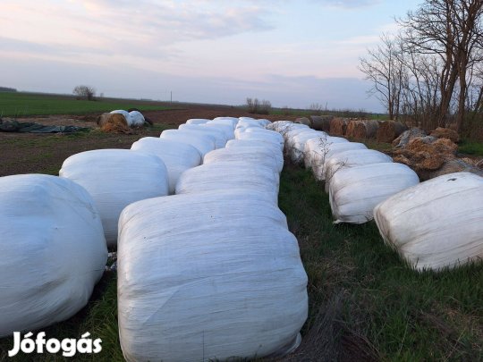 Fóliás lucernabála