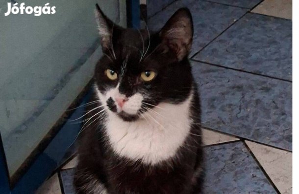 Folti cica vagyok örökbefogadó gazdát keresek ingyenesen