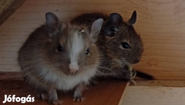 Foltos Degu Baby fiú lány eladó Debrecen mellett 