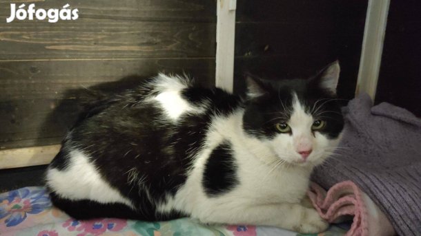 Foltos cica vagyok örökbefogadó gazdát keresek ingyenesen