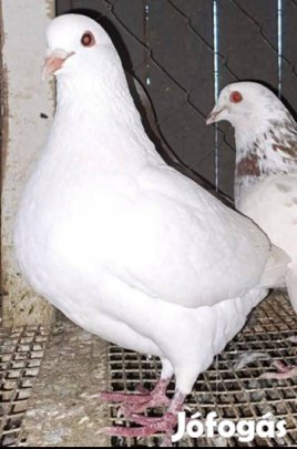 Folyamatosan kaphatók kiváló minőségű Myrtisz és Titán hús galamb fiók