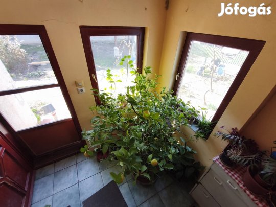 Folyamatosan termő nagy citromfa 