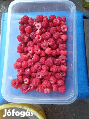 Folyton termő málnafa .