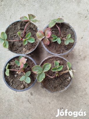 Folytontermő ? palánta.