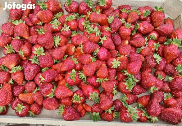 Folytontermő eper palánta 