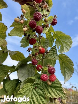 Folytontermő málna tő