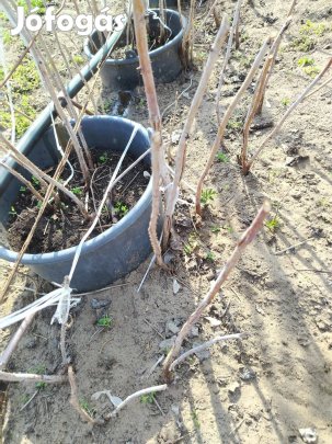 Folytontermő málnatő Sugano fajta 