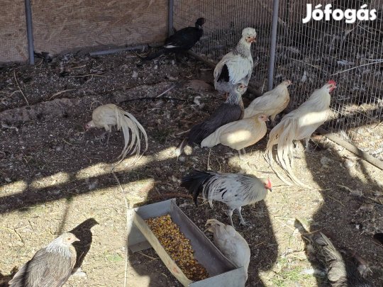 Főnix tyúk, kakas Dunavecsén