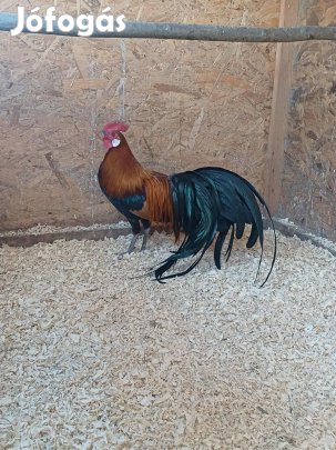 Főnix tyúkok és kakasok eladók
