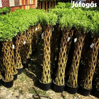 Fonott fűz 200 cm