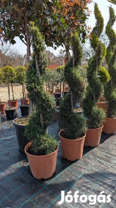 Formanövények törzses dísznövény spirál leylandi olasz ciprus sövény 